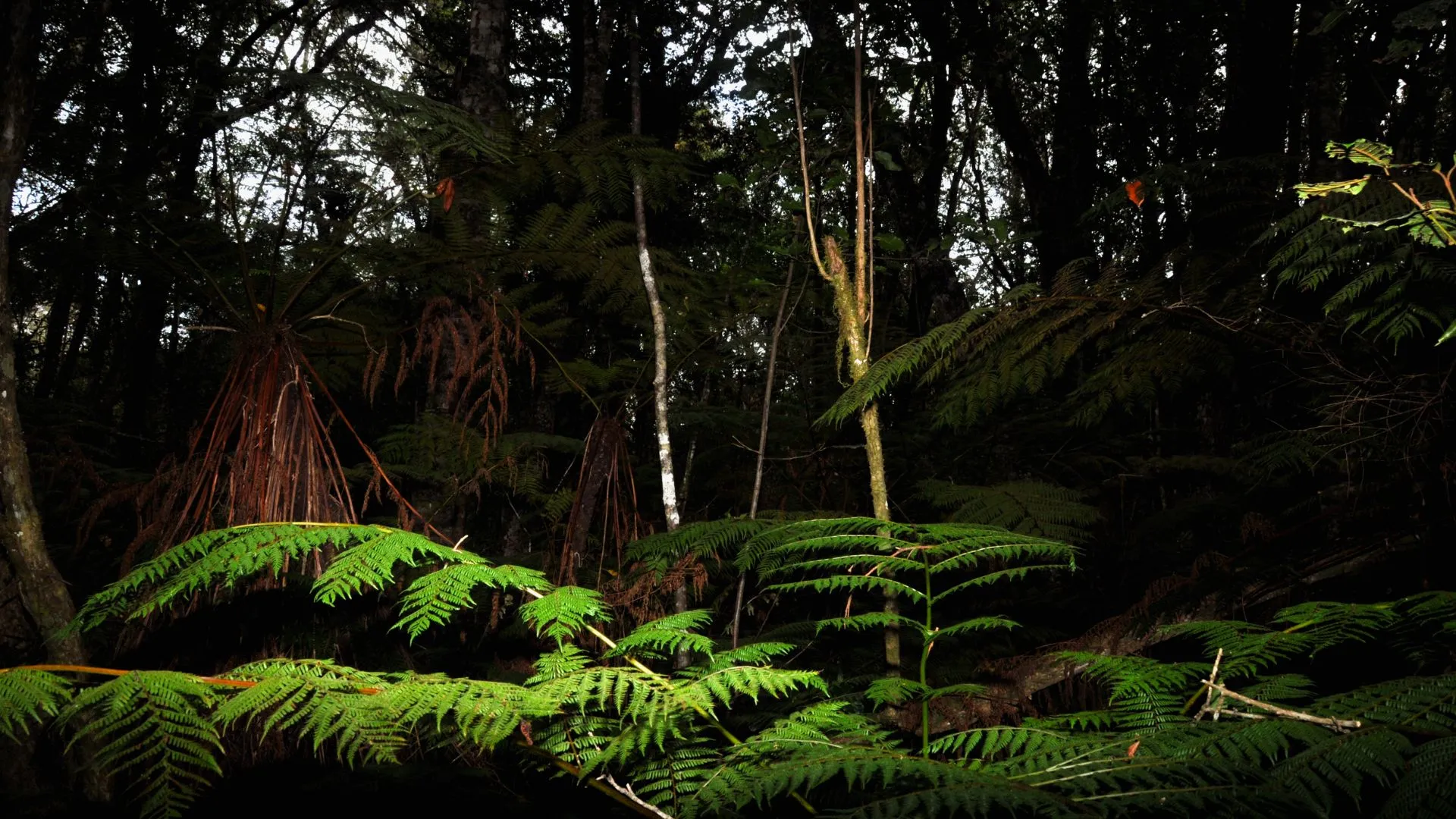 What fictional or mythological creature would you want as a pet?