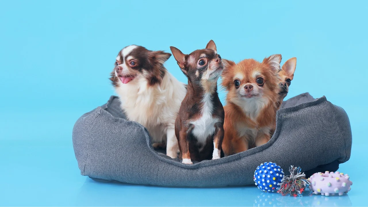 What is your pet’s name, and how did you come up with it?