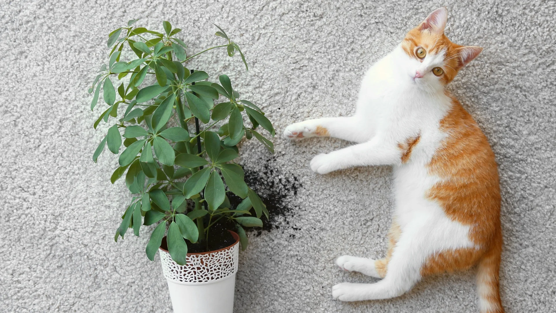 What's something your pet did that made you mad at first, but made you laugh about later?