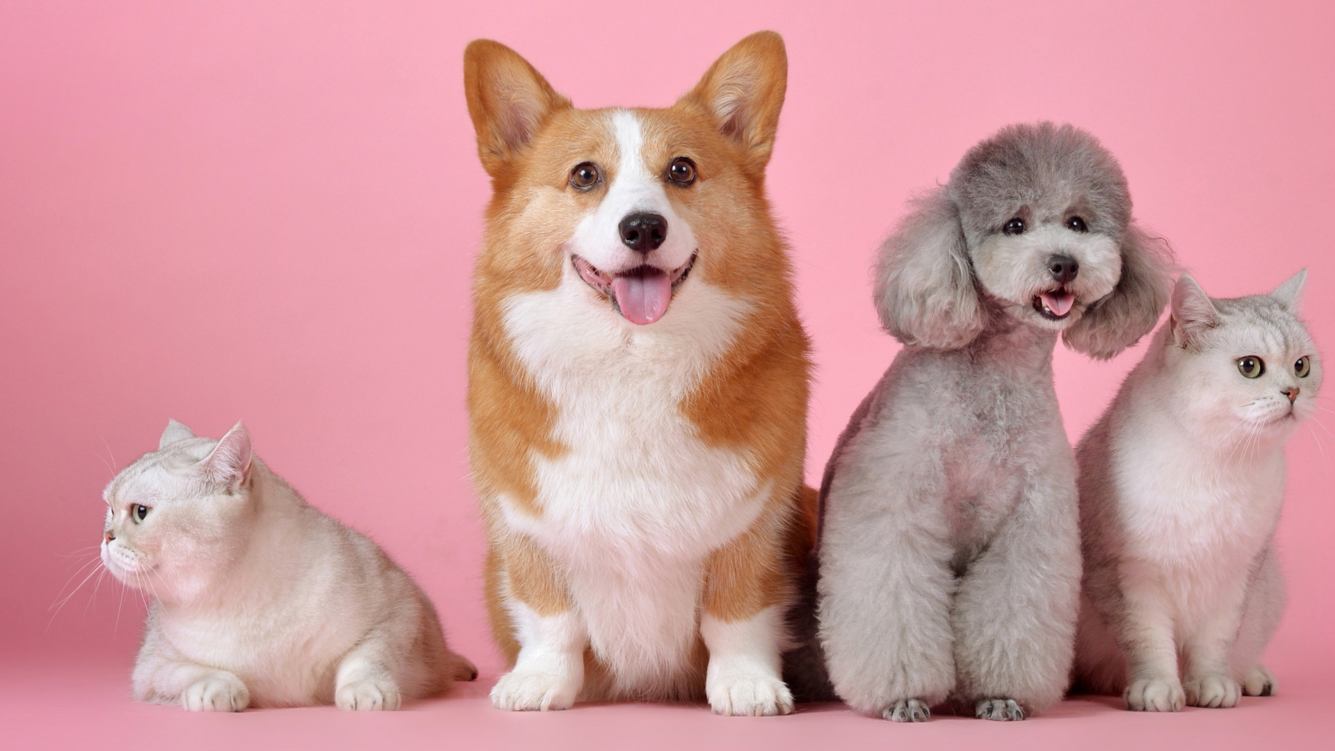 Pet goals! Who is the best movie or TV pet of all time? 