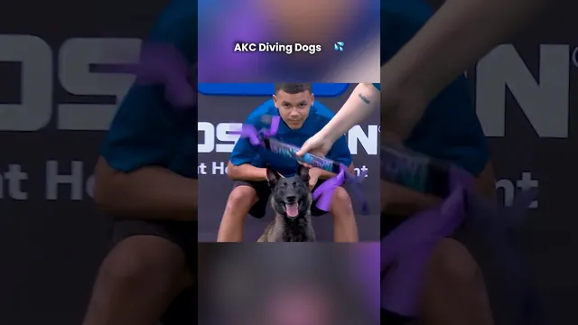 Dogs flying off the dock! Play trivia, vote in polls, and guess the distances while you watch the first-ever AKC Diving Dogs Team Challenge.